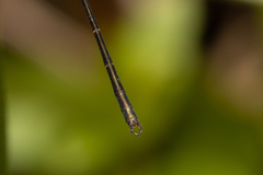 Archiargiolestes pusillus