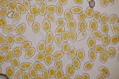 Melampsoridium carpini