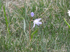 Scilla