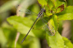 Archiargiolestes pusillus