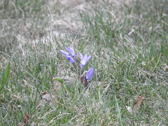 Scilla
