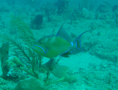 Balistes vetula