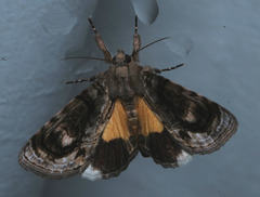 Zalissa catocalina