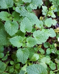 Lamium purpureum