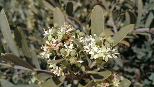 Karoo Shepherdstree (Boscia oleoides) · iNaturalist NZ