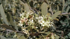 Boscia oleoides