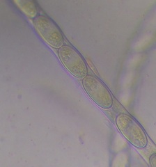 Sarcoscypha coccinea