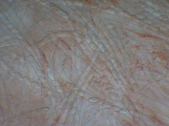 Sarcoscypha coccinea