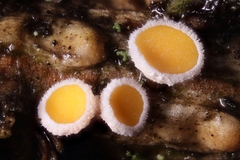 Lachnellula occidentalis
