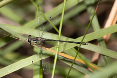 Archiargiolestes pusillus