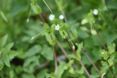Stellaria neglecta