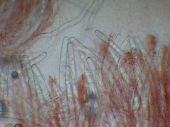 Sarcoscypha coccinea