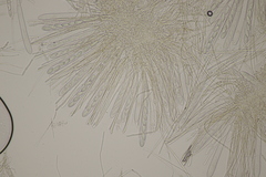 Lachnellula occidentalis
