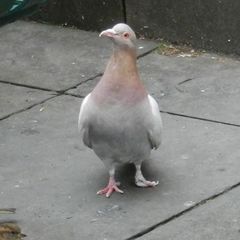 Columba livia domestica