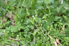 Stellaria neglecta