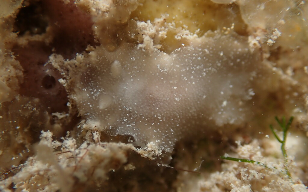 Diaulula alba