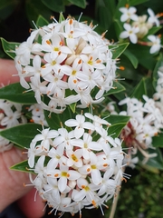 Pimelea longifolia