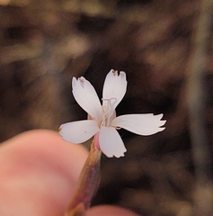 Dianthus pyrenaicus