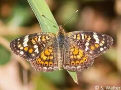 Phyciodes picta