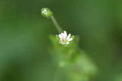 Stellaria neglecta