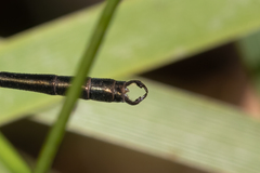 Archiargiolestes pusillus