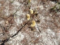 Chrysopsis gossypina