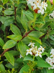 Pimelea longifolia