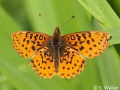 Boloria epithore