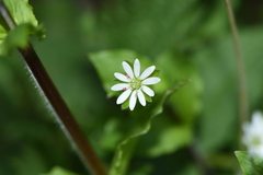Stellaria neglecta