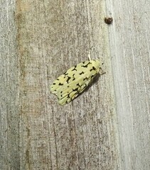 Izatha peroneanella