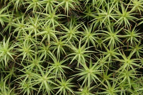 Polytrichum commune
