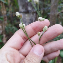 Isocarpha oppositifolia