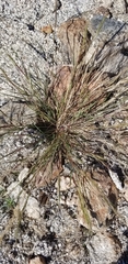 Aristida adscensionis