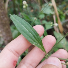 Isocarpha oppositifolia