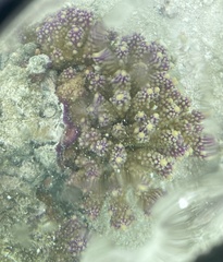 Anthozoa