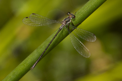 Archiargiolestes pusillus