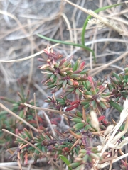 Berberis empetrifolia
