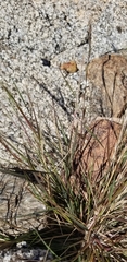 Aristida adscensionis