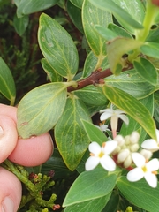 Pimelea longifolia