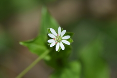 Stellaria neglecta