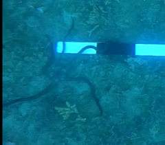 Ophiopsammus maculata