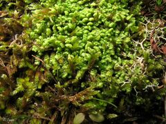 Scapania compacta