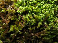Scapania compacta