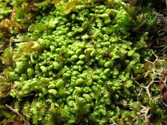 Scapania compacta