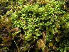 Scapania compacta
