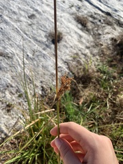 Juncus sarophorus