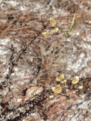 Chrysopsis gossypina