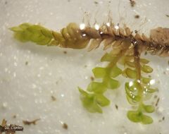 Scapania compacta