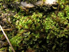 Scapania compacta