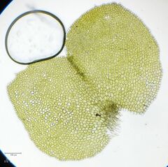 Scapania compacta